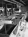 souvenirs en noir et blanc (331)